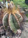 Astrophytum ornatum